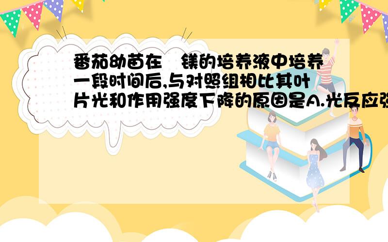 番茄幼苗在缼镁的培养液中培养一段时间后,与对照组相比其叶片光和作用强度下降的原因是A.光反应强度不变,碳反应强度降低B.光反应强度降低,碳反应强度降低C.光反应强度降低,碳反应强度