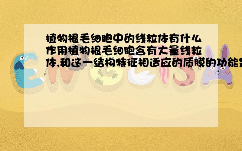 植物根毛细胞中的线粒体有什么作用植物根毛细胞含有大量线粒体,和这一结构特征相适应的质膜的功能是什么?请说明理由.