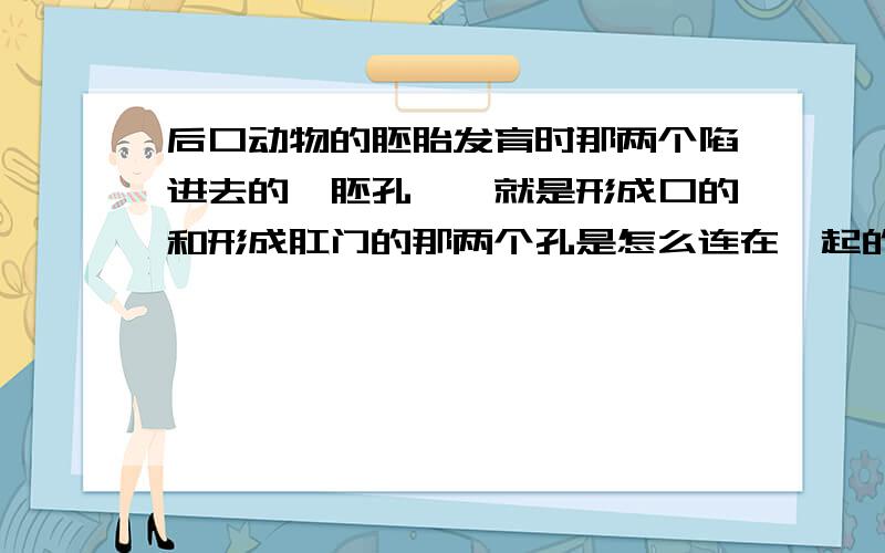 后口动物的胚胎发育时那两个陷进去的