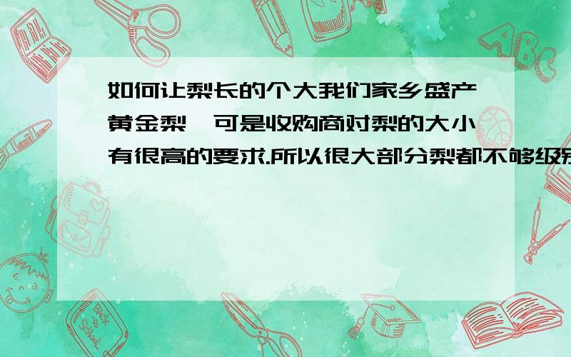 如何让梨长的个大我们家乡盛产黄金梨,可是收购商对梨的大小有很高的要求.所以很大部分梨都不够级别,这样才能使梨的个头大.