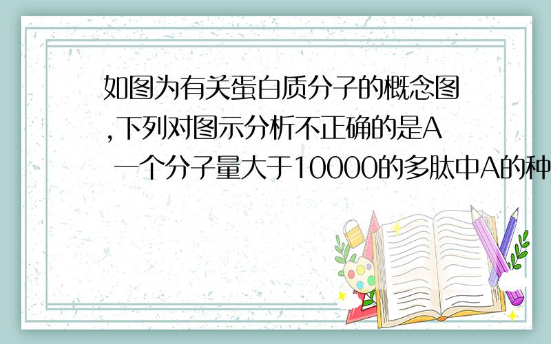 如图为有关蛋白质分子的概念图,下列对图示分析不正确的是A 一个分子量大于10000的多肽中A的种类可能有20种B．①过程发生在核糖体上C 蛋白质中的N元素主要存在于B中D 蛋白质结构和功能的