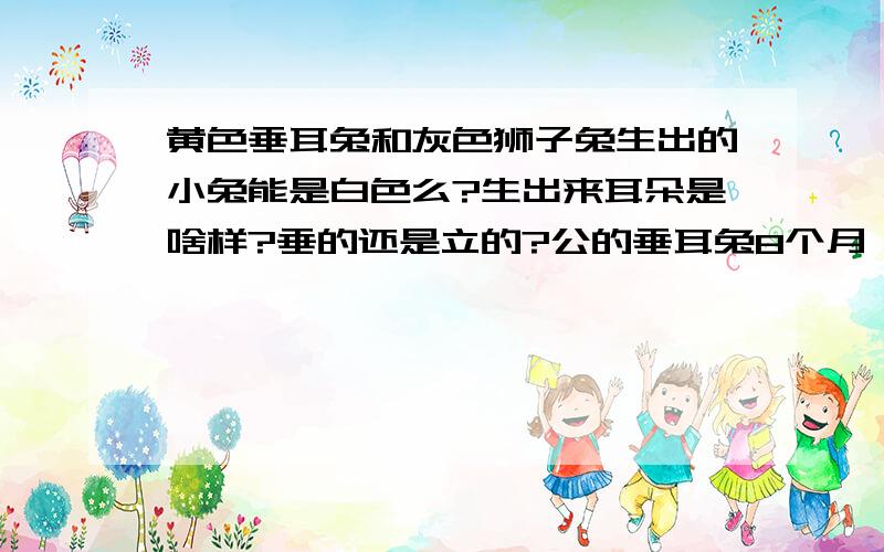 黄色垂耳兔和灰色狮子兔生出的小兔能是白色么?生出来耳朵是啥样?垂的还是立的?公的垂耳兔8个月 母的狮子兔两个月（还小）两个年纪不一样可以交配么?