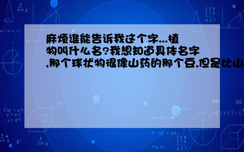 麻烦谁能告诉我这个字...植物叫什么名?我想知道具体名字,那个球状物很像山药的那个豆,但是比山药的大很多...