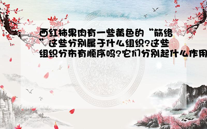 西红柿果肉有一些黄色的“筋络”这些分别属于什么组织?这些组织分布有顺序吗?它们分别起什么作用?