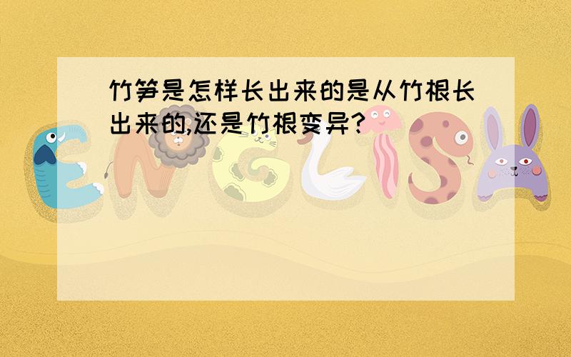 竹笋是怎样长出来的是从竹根长出来的,还是竹根变异?