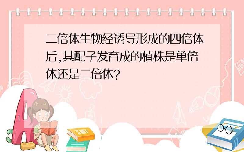 二倍体生物经诱导形成的四倍体后,其配子发育成的植株是单倍体还是二倍体?