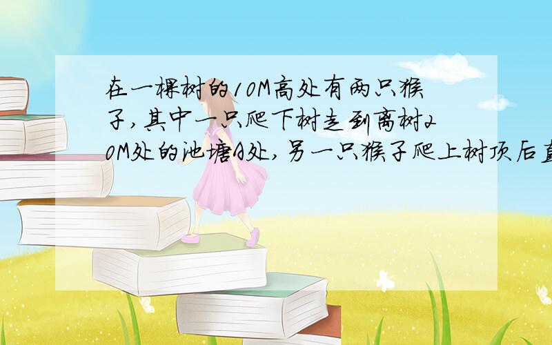 在一棵树的10M高处有两只猴子,其中一只爬下树走到离树20M处的池塘A处,另一只猴子爬上树顶后直接跃向池塘A处,如果两只猴子所经过的距离相等,求这棵树的高度.