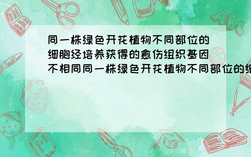 同一株绿色开花植物不同部位的细胞经培养获得的愈伤组织基因不相同同一株绿色开花植物不同部位的细胞经培养获得的愈伤组织基因相同,最简单的反例是生殖细胞和体细胞分别培养愈伤组