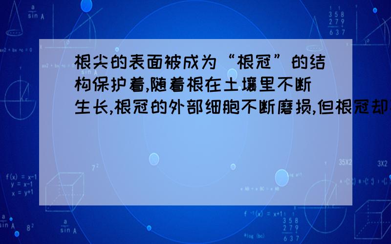 根尖的表面被成为“根冠”的结构保护着,随着根在土壤里不断生长,根冠的外部细胞不断磨损,但根冠却不会因为磨损而消失,原因是 ：A分生区细胞的分裂和分化.B伸长区细胞能伸长,生长.C根