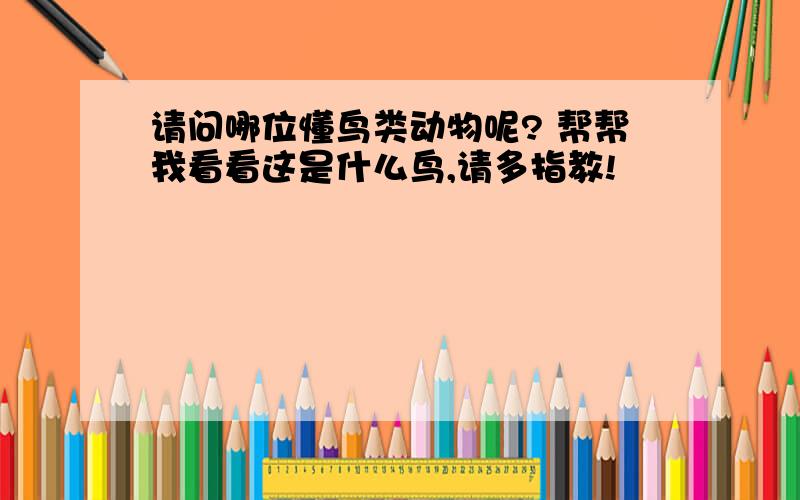 请问哪位懂鸟类动物呢? 帮帮我看看这是什么鸟,请多指教!