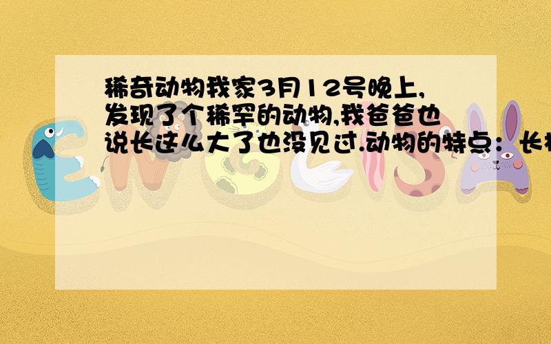 稀奇动物我家3月12号晚上,发现了个稀罕的动物,我爸爸也说长这么大了也没见过.动物的特点：长相像老鼠,不过体型比老鼠吧,爪子像鹰爪,几乎看不见眼睛和耳朵,毛色是棕灰色的.脸型是平的,