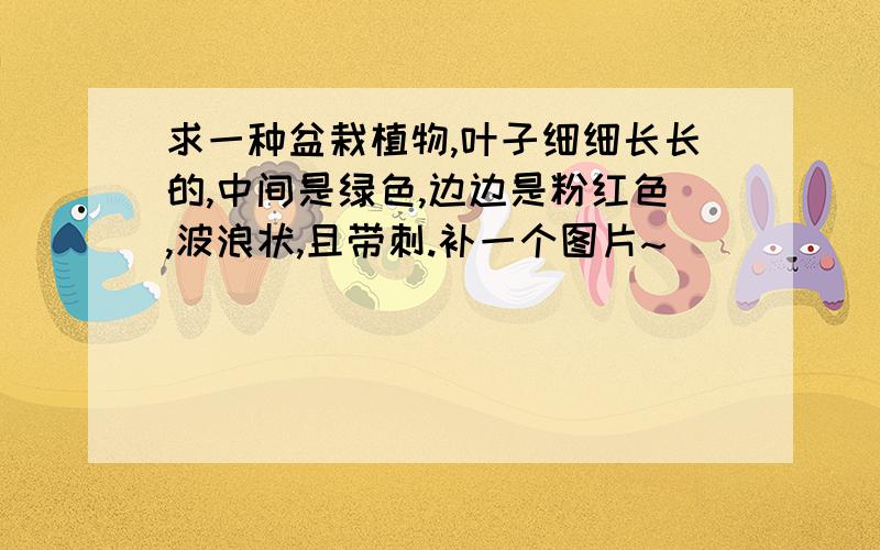 求一种盆栽植物,叶子细细长长的,中间是绿色,边边是粉红色,波浪状,且带刺.补一个图片~