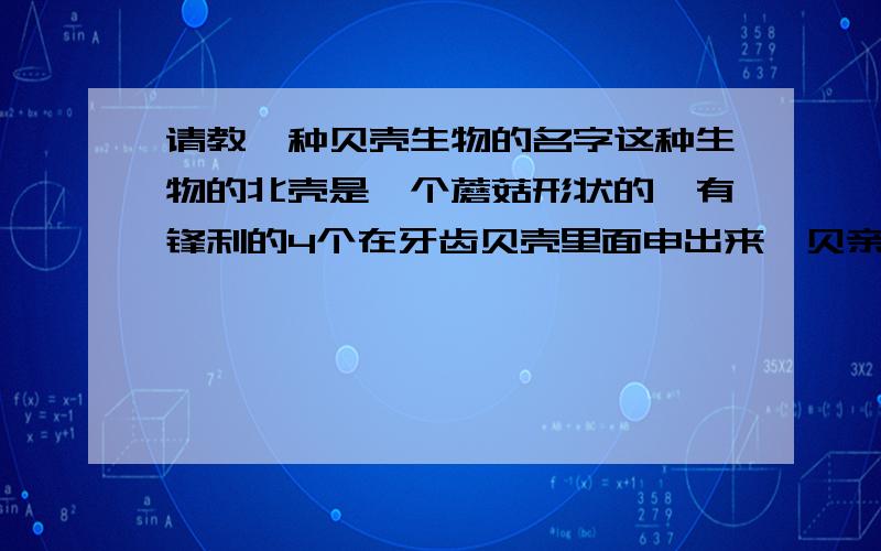 请教一种贝壳生物的名字这种生物的北壳是一个蘑菇形状的,有锋利的4个在牙齿贝壳里面申出来,贝亲有点点的花纹,有刺.在中国的湛江和泰国有机会在沙滩捡到.我查过好似叫做八卦海胆，有