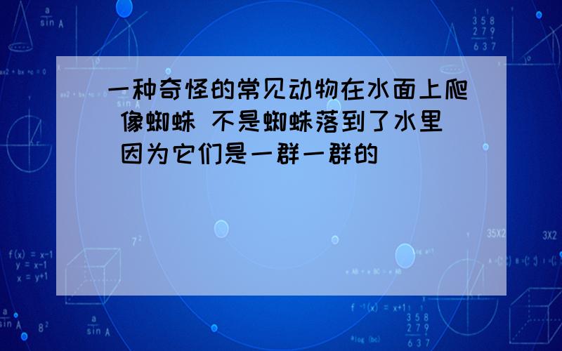 一种奇怪的常见动物在水面上爬 像蜘蛛 不是蜘蛛落到了水里 因为它们是一群一群的