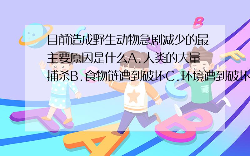 目前造成野生动物急剧减少的最主要原因是什么A.人类的大量捕杀B.食物链遭到破坏C.环境遭到破坏D.野生动物没有得到更好的保护