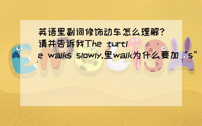 英语里副词修饰动车怎么理解?请并告诉我The turtle walks slowly.里walk为什么要加“s”?