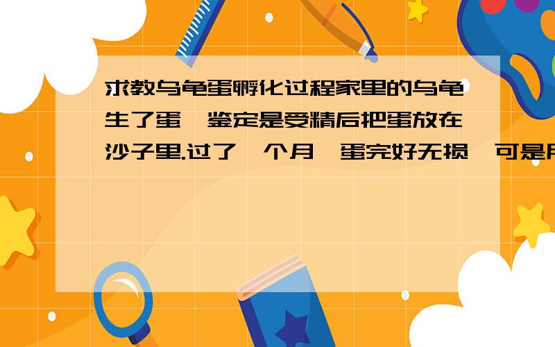 求教乌龟蛋孵化过程家里的乌龟生了蛋,鉴定是受精后把蛋放在沙子里.过了一个月,蛋完好无损,可是用电筒照射发现有一个蛋里有空气、还有水,黑乎乎的一团,请问这蛋坏了吗?