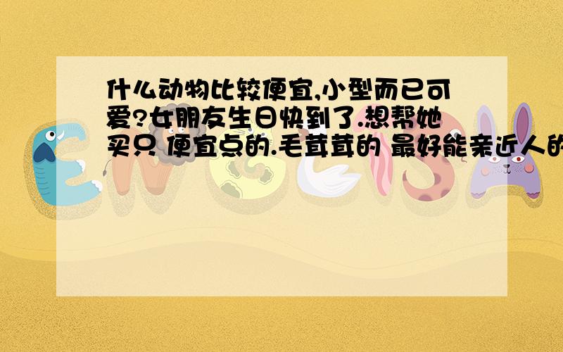 什么动物比较便宜,小型而已可爱?女朋友生日快到了.想帮她买只 便宜点的.毛茸茸的 最好能亲近人的不咬的动物 我喜欢小的 晚上才有时间照顾它龙猫贵哦,仓鼠咬人