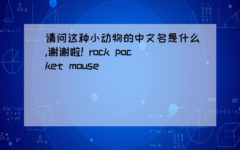 请问这种小动物的中文名是什么,谢谢啦! rock pocket mouse