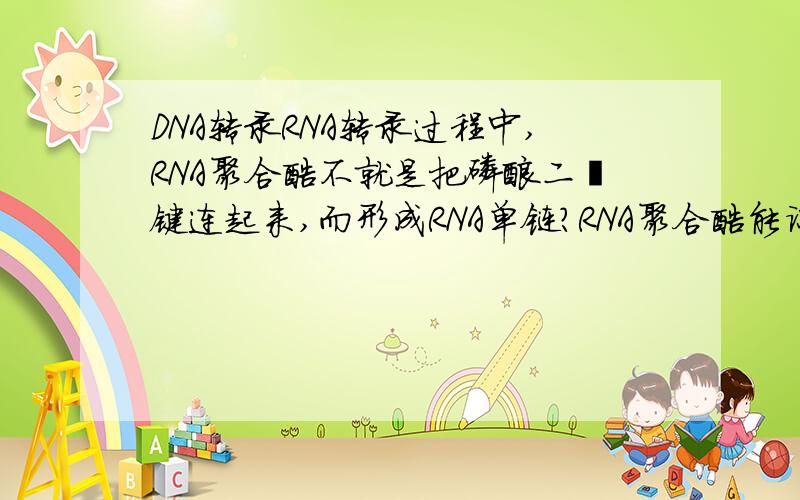 DNA转录RNA转录过程中,RNA聚合酶不就是把磷酸二酯键连起来,而形成RNA单链?RNA聚合酶能识别特定的碱基序列是什么意思?