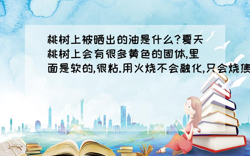 桃树上被晒出的油是什么?夏天桃树上会有很多黄色的固体,里面是软的,很粘.用火烧不会融化,只会烧焦,请问那是什么?