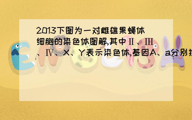 2013下图为一对雌雄果蝇体细胞的染色体图解,其中Ⅱ、Ⅲ、Ⅳ、X、Y表示染色体,基因A、a分别控制红眼、白眼,基因D、d分别控制长翅、残翅.请据图回答： （1）由图可知,果蝇体细胞中有 个染