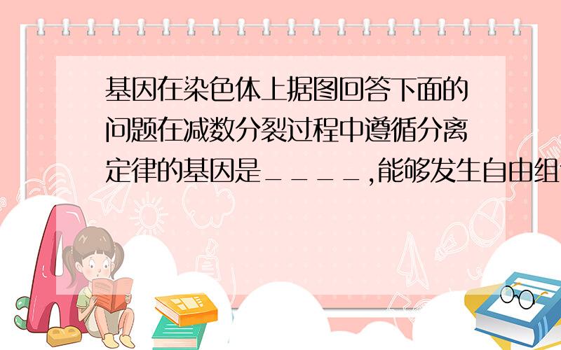 基因在染色体上据图回答下面的问题在减数分裂过程中遵循分离定律的基因是____,能够发生自由组合的基因是____.第一空答案是A与a,B与b XY不遵循吗?第二空答案是A（a）,B（b）,W 为什么填W而不