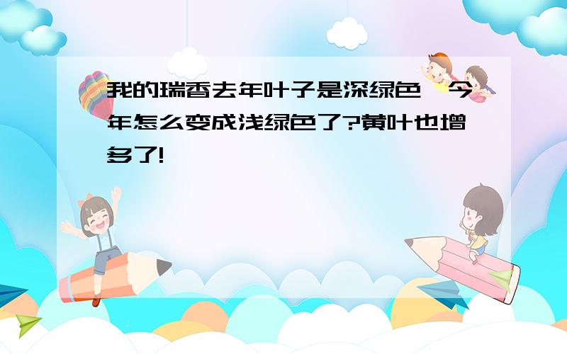 我的瑞香去年叶子是深绿色,今年怎么变成浅绿色了?黄叶也增多了!