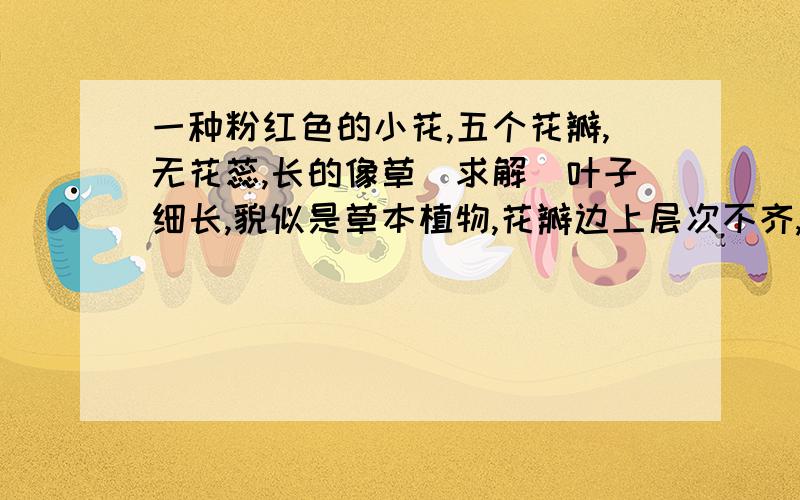 一种粉红色的小花,五个花瓣,无花蕊,长的像草（求解）叶子细长,貌似是草本植物,花瓣边上层次不齐,