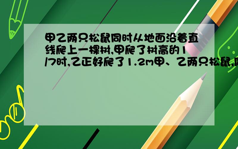 甲乙两只松鼠同时从地面沿着直线爬上一棵树,甲爬了树高的1/7时,乙正好爬了1.2m甲、乙两只松鼠,同时从地面沿直线爬上一棵树,甲爬了树高的7分之1时,乙正好爬了1.2米,当乙爬了树高的5之四时