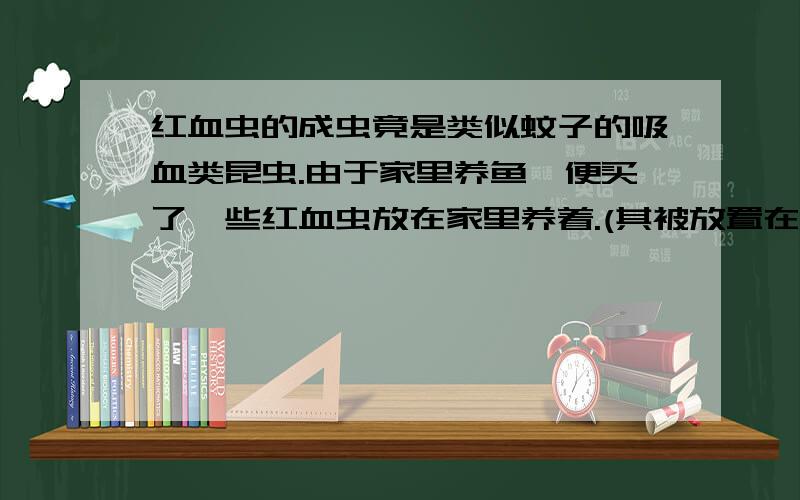 红血虫的成虫竟是类似蚊子的吸血类昆虫.由于家里养鱼,便买了一些红血虫放在家里养着.(其被放置在一米高填满水的桶里,没想到一个星期过去,虫体竟开始发黑,不久便从其躯壳中钻出了一只