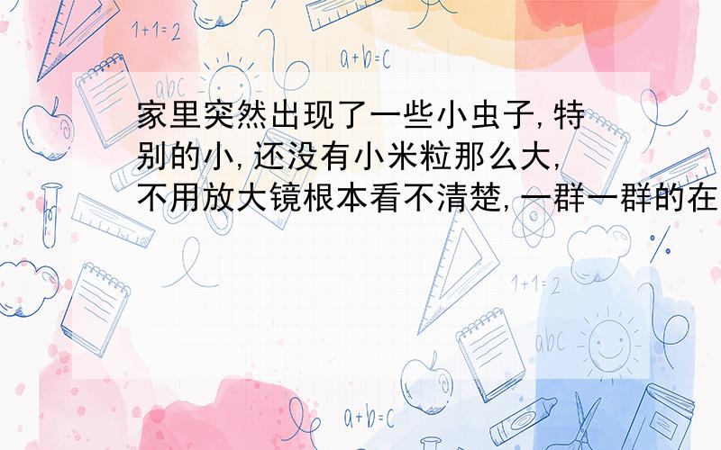 家里突然出现了一些小虫子,特别的小,还没有小米粒那么大,不用放大镜根本看不清楚,一群一群的在地上不仔细看还以为是灰尘呢,用放大镜看是深红褐色的,有好多腿,以前从来没见过这种虫子