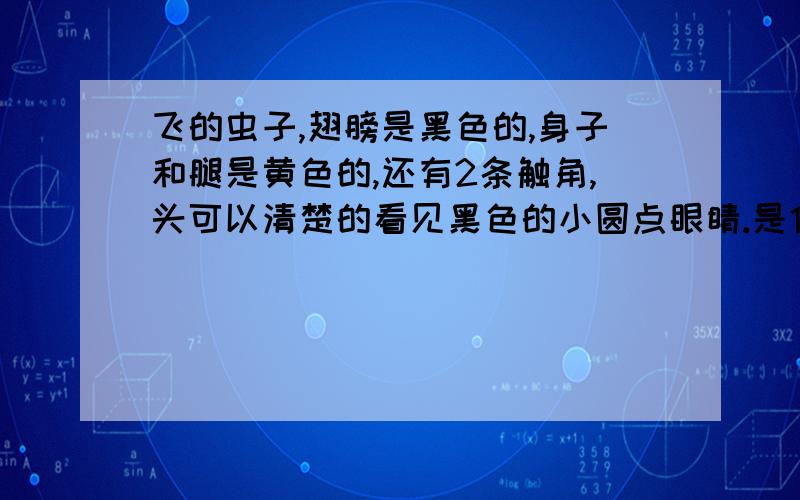 飞的虫子,翅膀是黑色的,身子和腿是黄色的,还有2条触角,头可以清楚的看见黑色的小圆点眼睛.是什么空虫昨天开始大同就出现一种这样的虫子,会不会又有什么自然灾害了啊