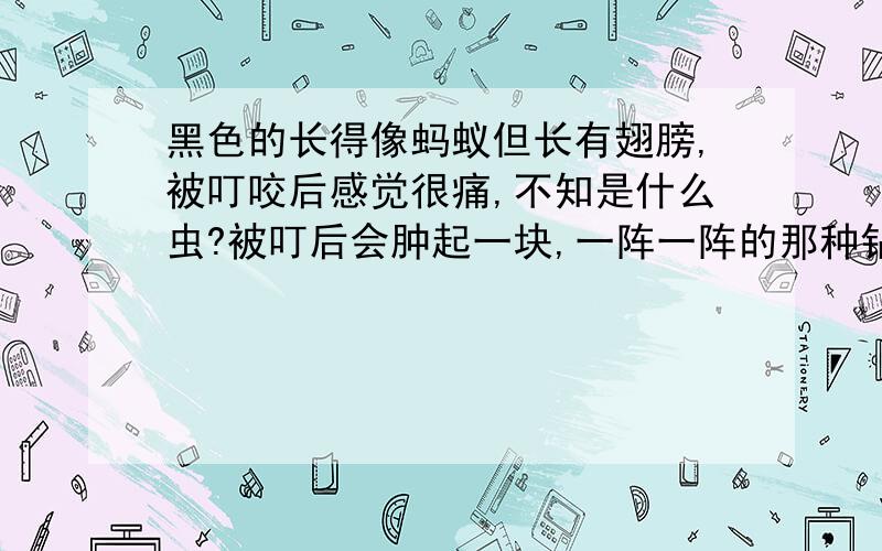 黑色的长得像蚂蚁但长有翅膀,被叮咬后感觉很痛,不知是什么虫?被叮后会肿起一块,一阵一阵的那种钻心的痛