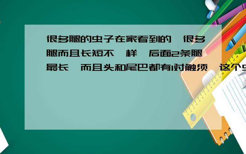 很多腿的虫子在家看到的,很多腿而且长短不一样,后面2条腿最长,而且头和尾巴都有1对触须,这个虫子的腿像被折过一样的,爬起来好慢...