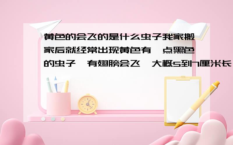 黄色的会飞的是什么虫子我家搬家后就经常出现黄色有一点黑色的虫子,有翅膀会飞,大概5到7厘米长,那是什么虫子啊?希望大家能帮下我的忙,