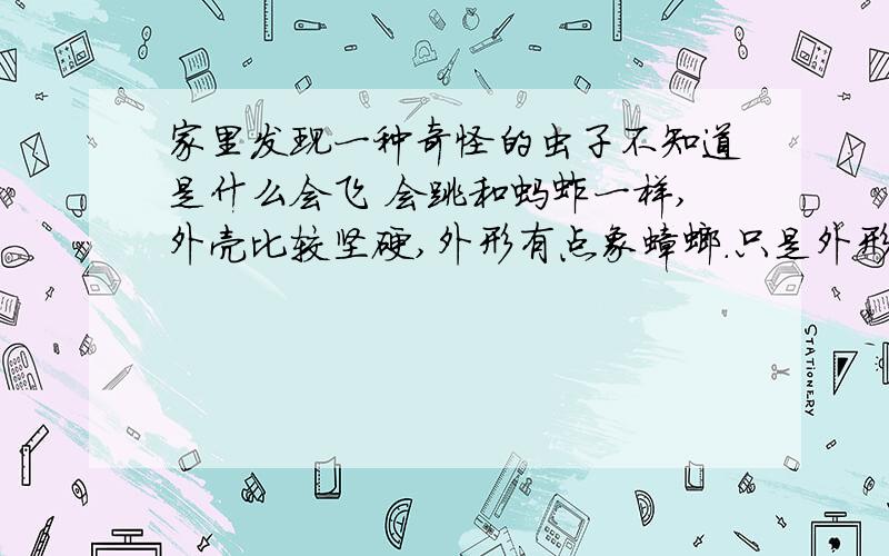 家里发现一种奇怪的虫子不知道是什么会飞 会跳和蚂蚱一样,外壳比较坚硬,外形有点象蟑螂.只是外形像求知道是什么虫子,有什么危害 ,该如何去除,求事实!