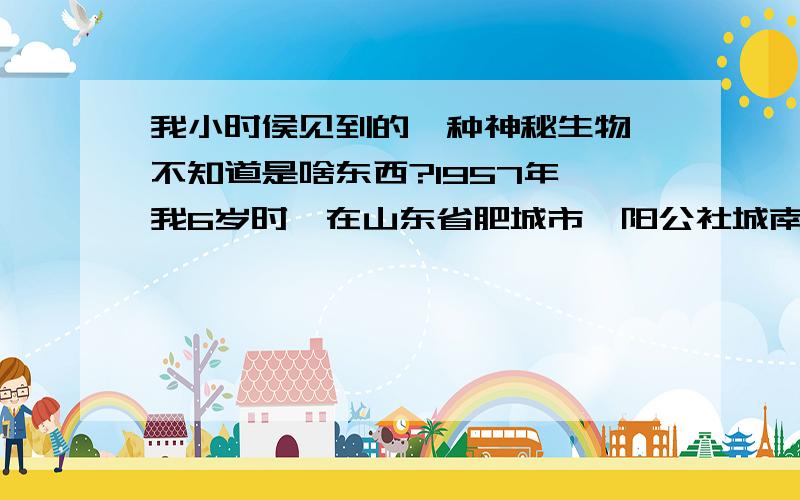 我小时侯见到的一种神秘生物,不知道是啥东西?1957年,我6岁时,在山东省肥城市汶阳公社城南村的南边河里见到一样东西,至今无法忘怀,那时的桥是一座漫水桥,是夏天的一天,那年人民公社正要