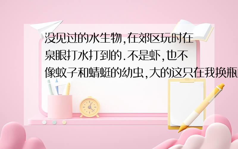 没见过的水生物,在郊区玩时在泉眼打水打到的.不是虾,也不像蚊子和蜻蜓的幼虫,大的这只在我换瓶的时候被压到了,有肉一样的东西被压出来,然后被那下的吃掉了,求高人鉴定,不是鼠妇，潮