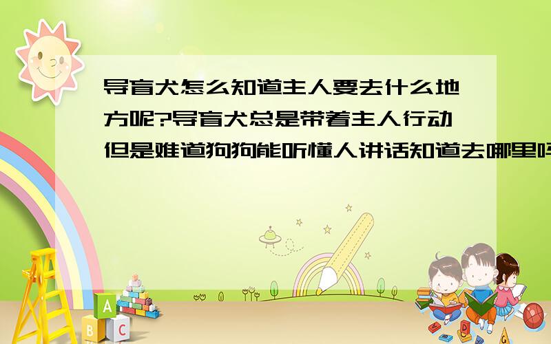 导盲犬怎么知道主人要去什么地方呢?导盲犬总是带着主人行动但是难道狗狗能听懂人讲话知道去哪里吗?我的意思是,比如主人出门了,狗狗怎么知道主人要去哪里呢?难道就在大街上乱转吗?最