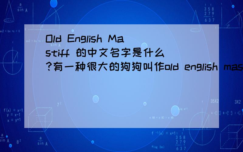 Old English Mastiff 的中文名字是什么?有一种很大的狗狗叫作old english mastiff,成狗可以长到100多公斤.请问它的中文名字叫什么?