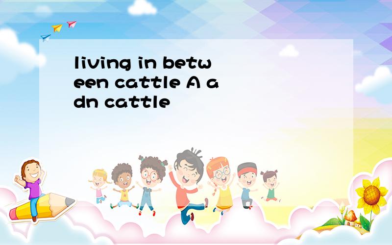 living in between cattle A adn cattle