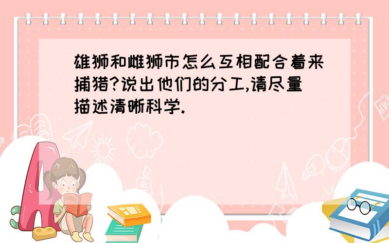 雄狮和雌狮市怎么互相配合着来捕猎?说出他们的分工,请尽量描述清晰科学.