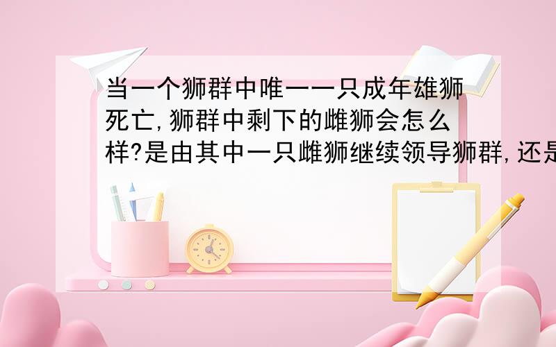 当一个狮群中唯一一只成年雄狮死亡,狮群中剩下的雌狮会怎么样?是由其中一只雌狮继续领导狮群,还是狮群就此解散?