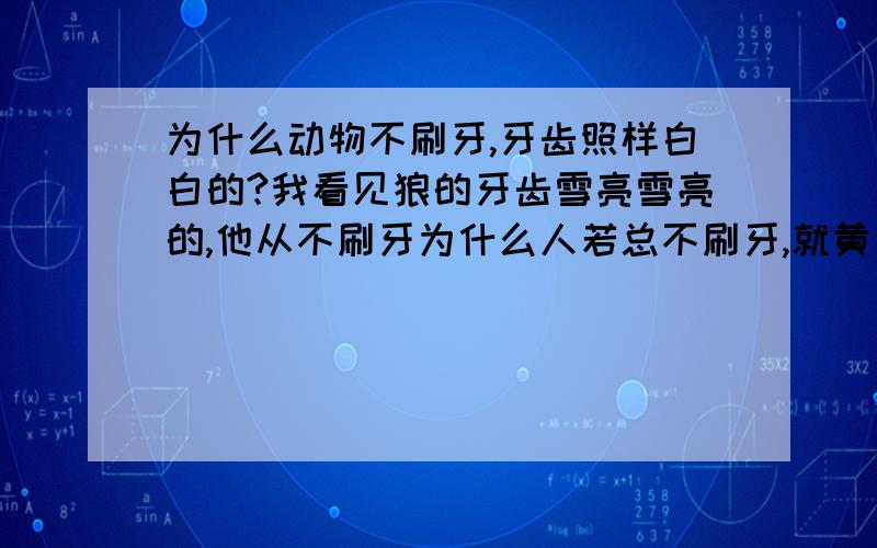 为什么动物不刷牙,牙齿照样白白的?我看见狼的牙齿雪亮雪亮的,他从不刷牙为什么人若总不刷牙,就黄了