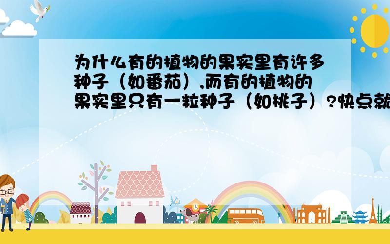 为什么有的植物的果实里有许多种子（如番茄）,而有的植物的果实里只有一粒种子（如桃子）?快点就好.