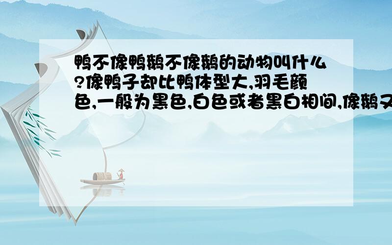 鸭不像鸭鹅不像鹅的动物叫什么?像鸭子却比鸭体型大,羽毛颜色,一般为黑色,白色或者黑白相间,像鹅又比鹅个小,脖子短的像鸭子,我们这边都叫它,朋友们,知道它到底叫什么吗?