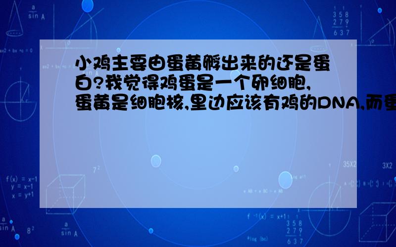 小鸡主要由蛋黄孵出来的还是蛋白?我觉得鸡蛋是一个卵细胞,蛋黄是细胞核,里边应该有鸡的DNA,而蛋白这是负责提供营养的,如果受精,应该主要由蛋黄孵出小鸡.可是一个同事很肯定地说,是由