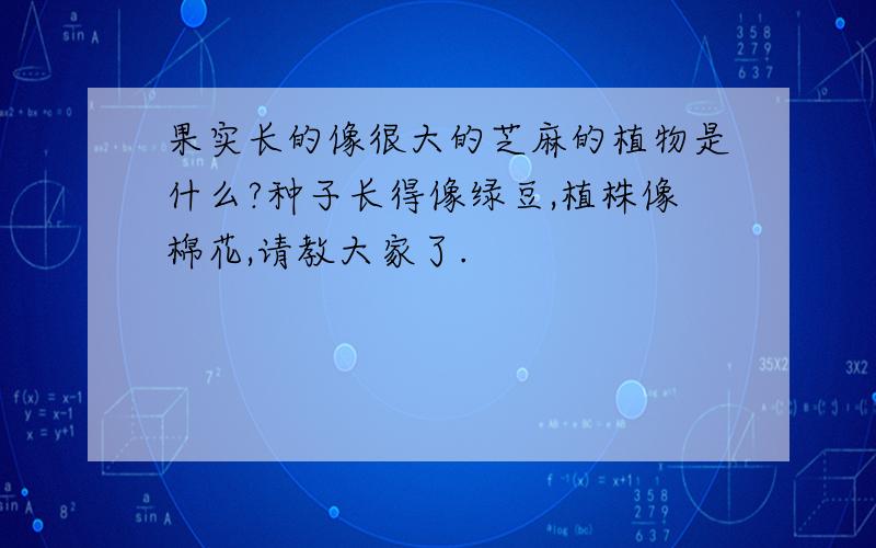 果实长的像很大的芝麻的植物是什么?种子长得像绿豆,植株像棉花,请教大家了.