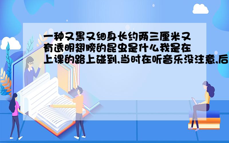 一种又黑又细身长约两三厘米又有透明翅膀的昆虫是什么我是在上课的路上碰到,当时在听音乐没注意,后来不小心被它在脖子上咬了一口,有些痛,后来起了个包,想知道它可能是什么昆虫,因为